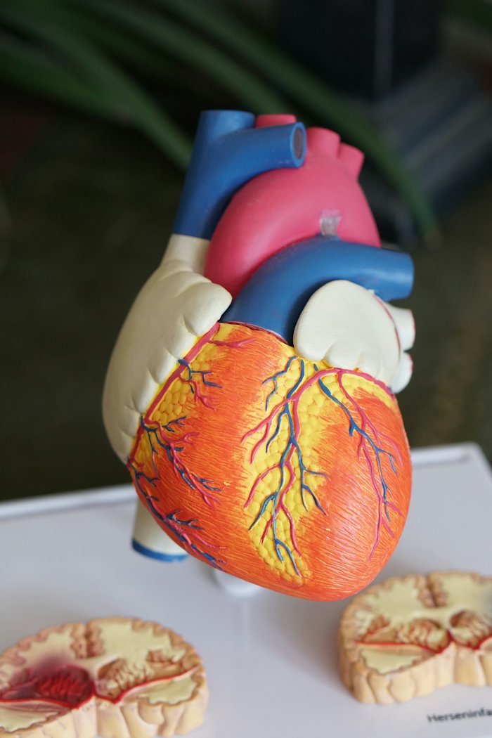 An anatomical model of the human heart