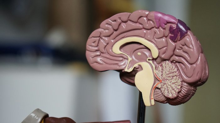 A model of the human brain